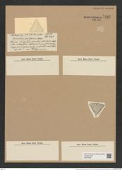 Triceratium punctigerum Castrac. (de-Toni-Nr.: Genus 140, Species 4012) Zeichnungen Sammlung Grunow Nr. 7483 (NHMW-BOT-W0376598)